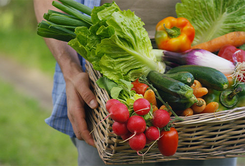 Korb voller frischem Obst und Gemüse wie Paprika, Salat, Radieschen und Gurken
