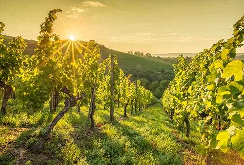 Weinberg im Weinanbaugebiet in Rheinhessen beim Sonnenuntergang