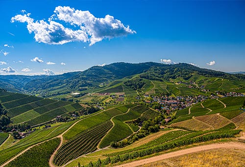 Blick auf die Weinberge in der Pfalz