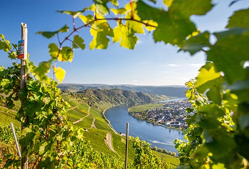 Blick vom Weinberg auf die Mosel