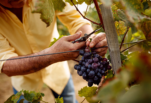 Weinlese von dunklen Weintrauben von Hand