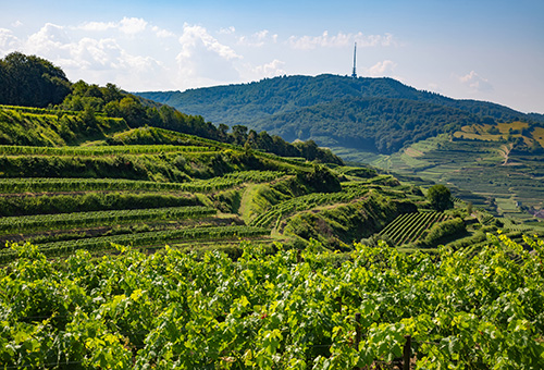 Weinreben an einem Weinberg