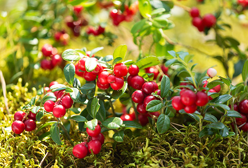 Strauch mit reifen Preiselbeeren