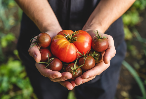 Tomaten-Wiki Hand voll Tomaten