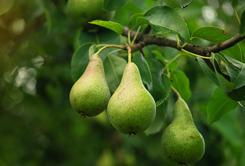 Birnen an einem Ast aus Birnbaumholz