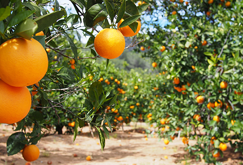 Orangenbäume mit reifen Früchten 